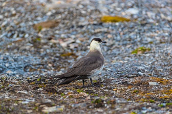 Svalbard - Spitzbergen