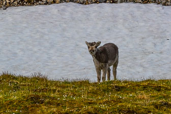 Svalbard - Spitzbergen